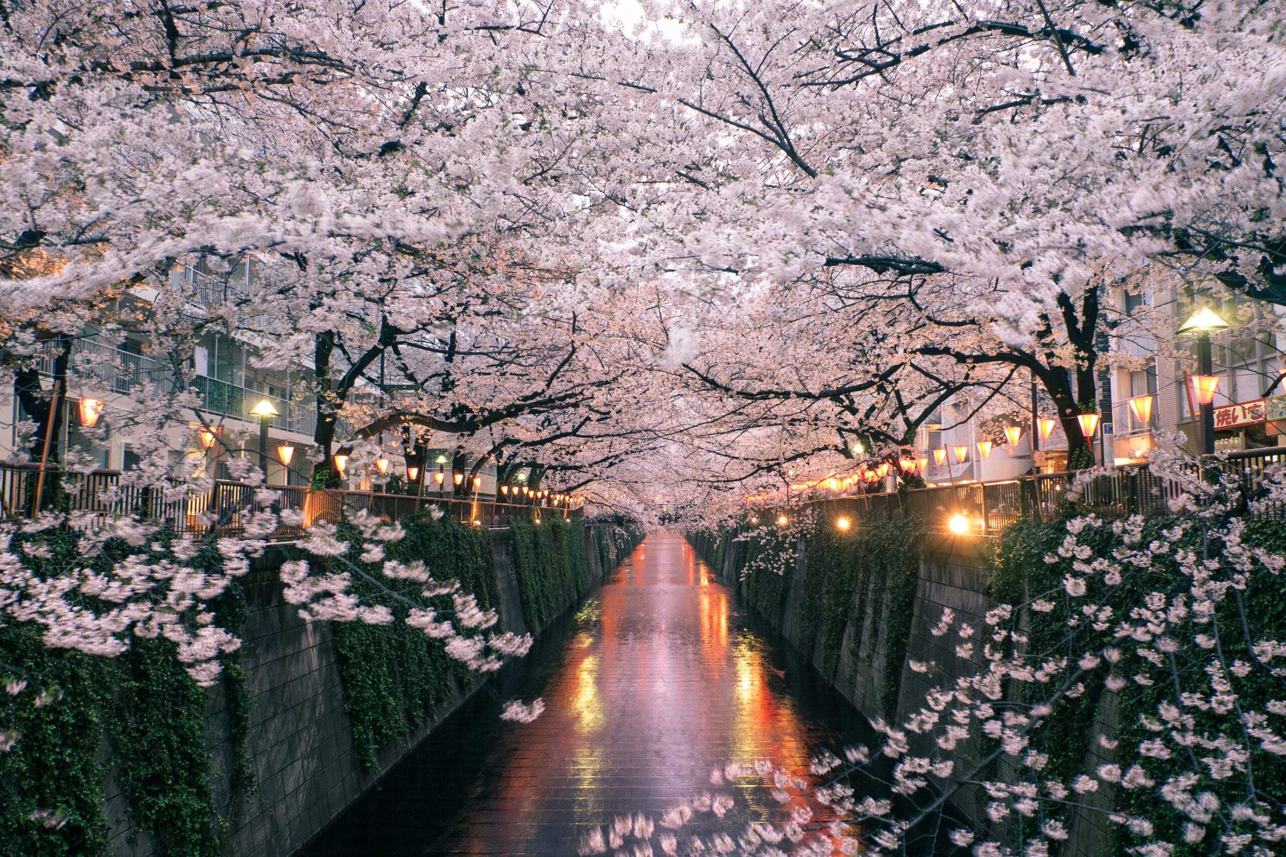 Images of "sakura"-like flowers blooming in Malaysia leave netizens amazed