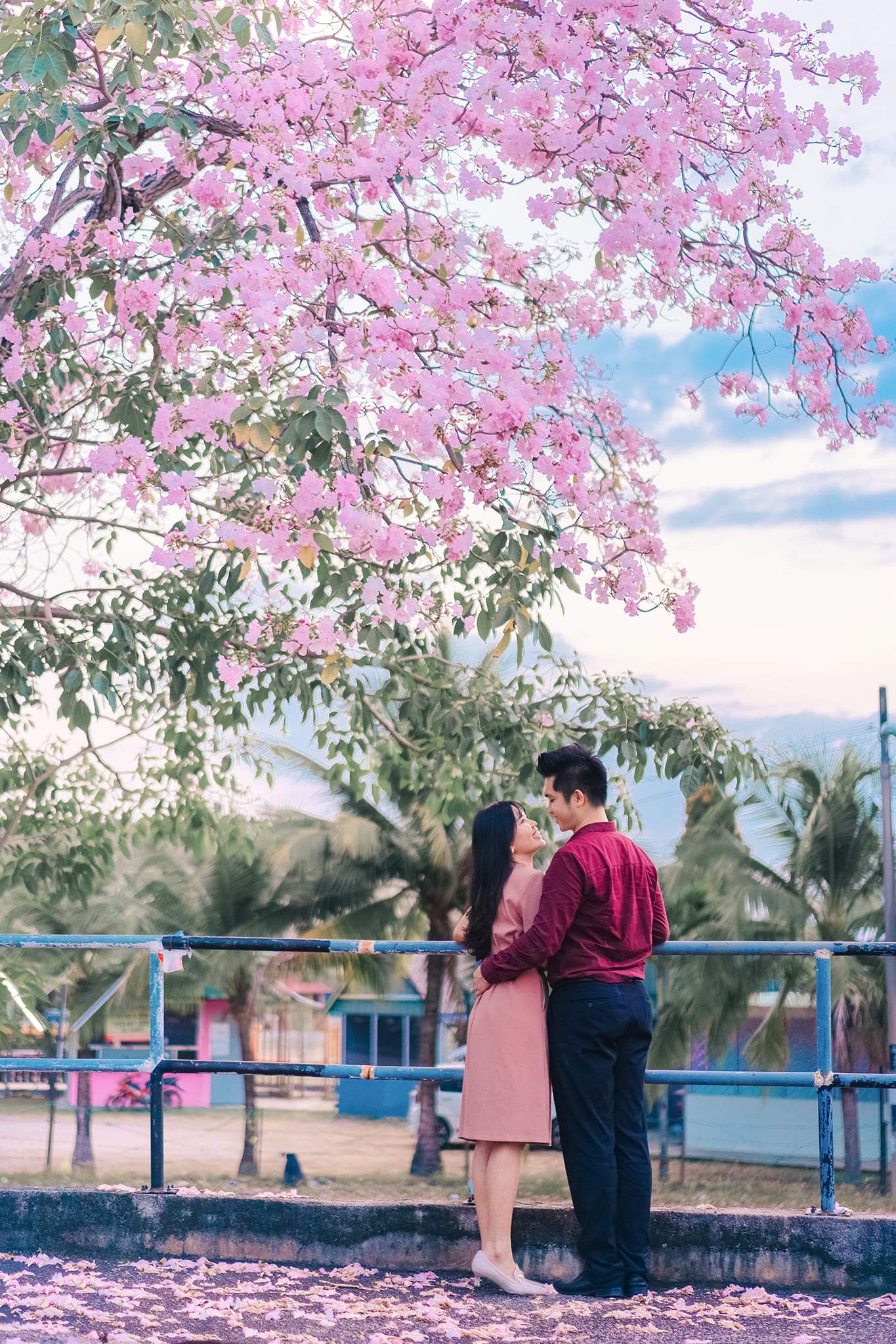 Images of "sakura"-like flowers blooming in Malaysia leave netizens amazed