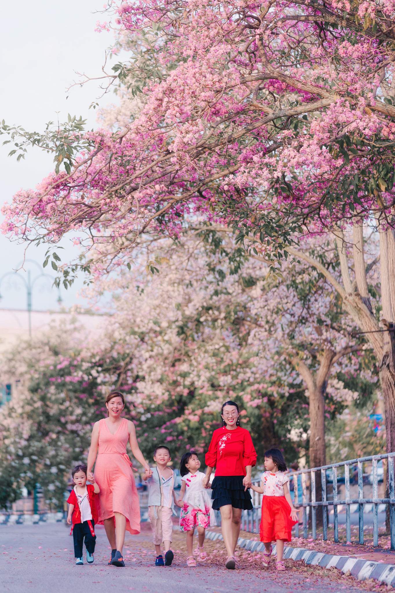 Images of "sakura"-like flowers blooming in Malaysia leave netizens amazed