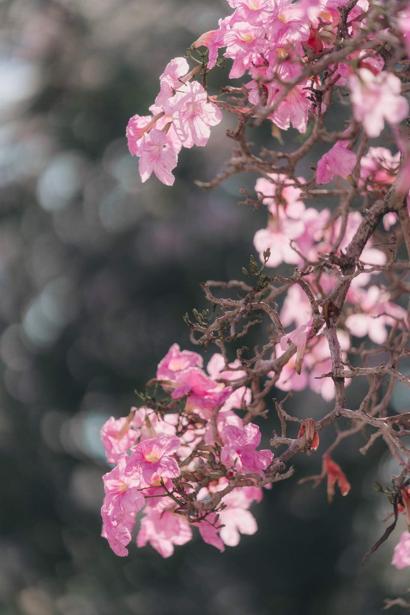 Images of "sakura"-like flowers blooming in Malaysia leave netizens amazed