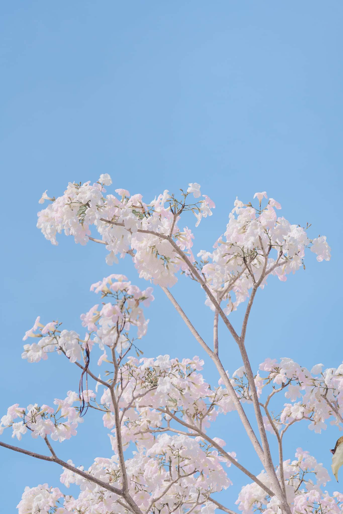 Images of "sakura"-like flowers blooming in Malaysia leave netizens amazed