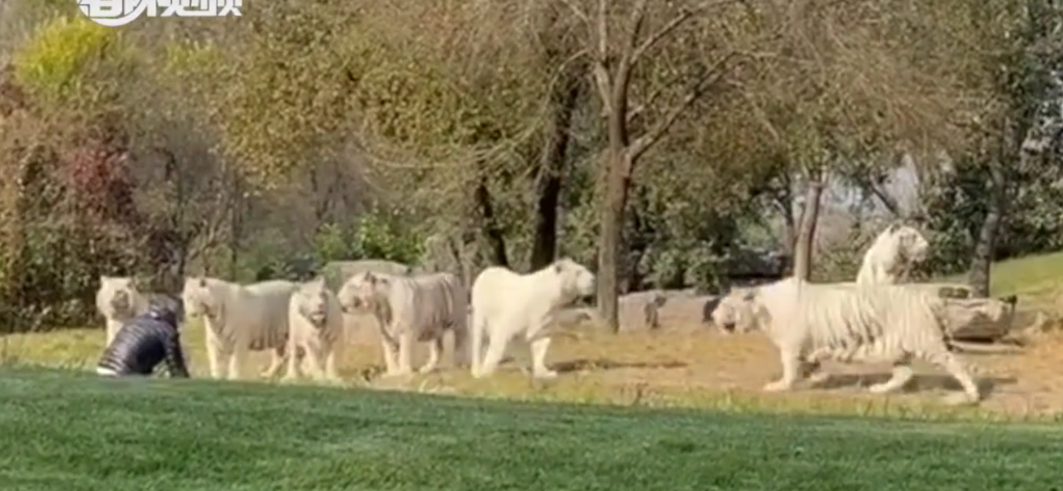A tourist intrudes a group of white tigers at the Beijing Wildlife Park (1)