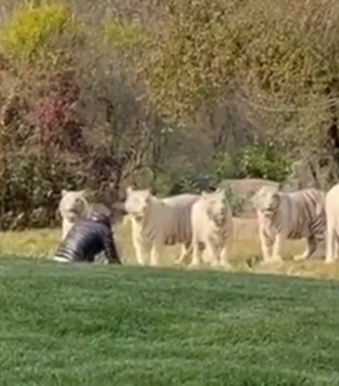 A tourist intrudes a group of white tigers at the Beijing Wildlife Park (2)