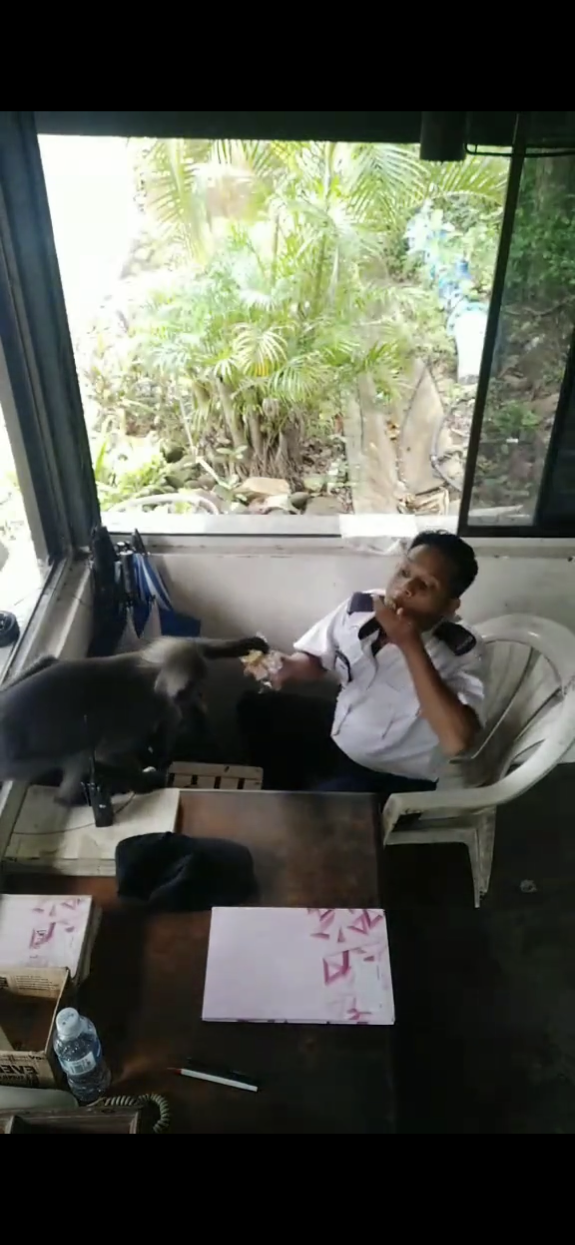 [VIDEO] Security guard’s encounter with cheeky dusky leaf monkey goes viral online