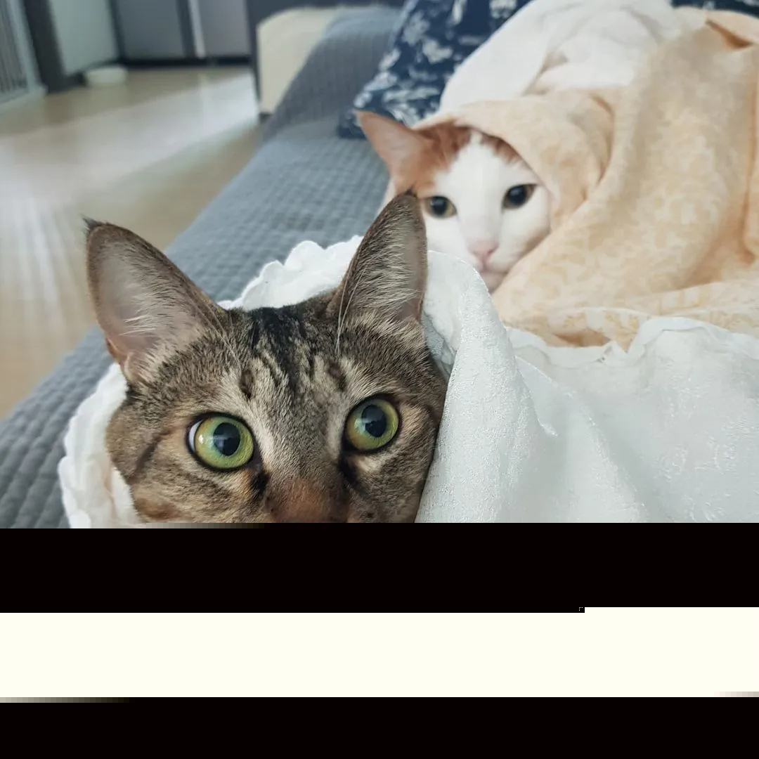 The most hated gangster in Squid Game is actually a cat lover in real life