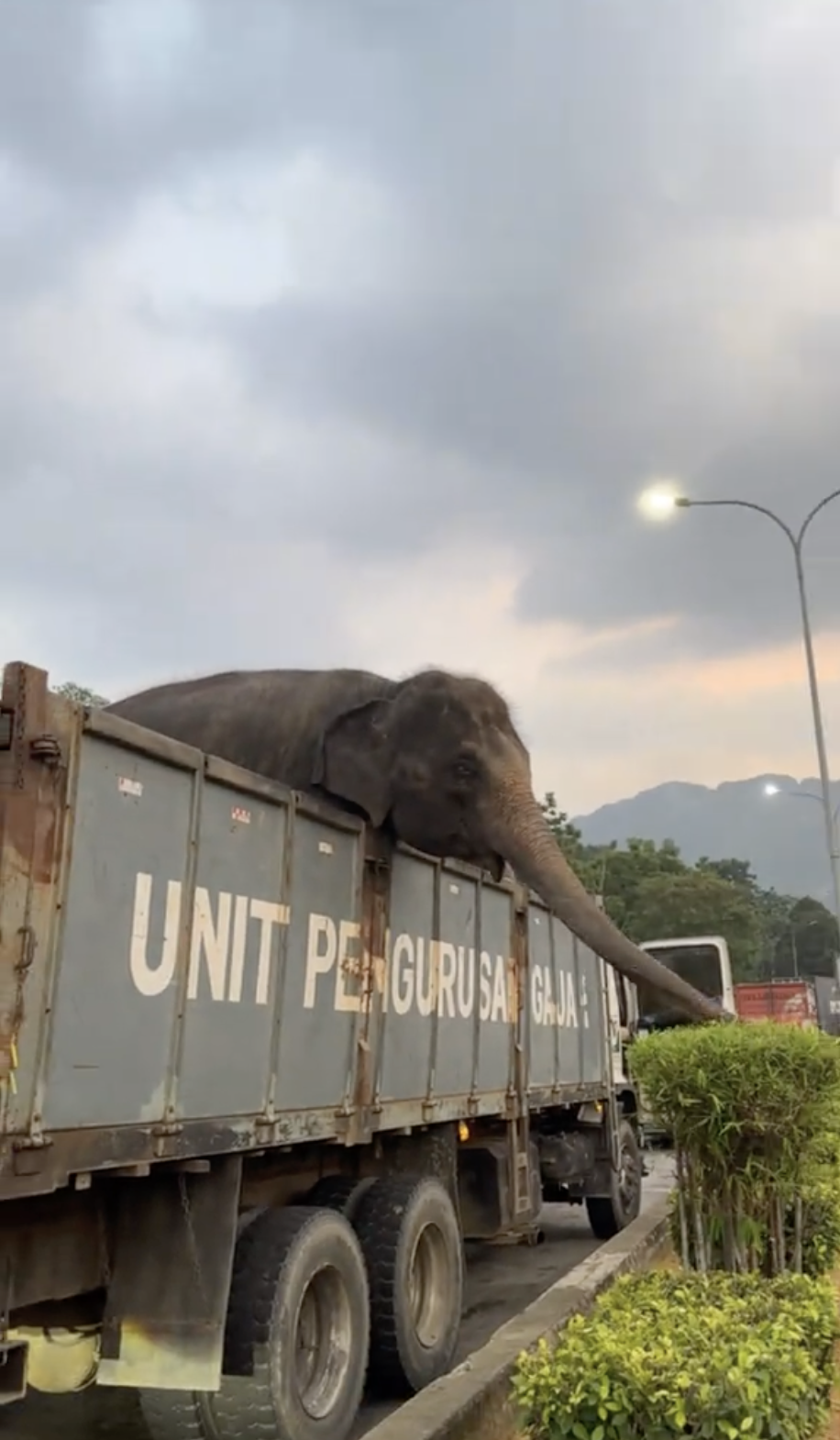 Elephant in Malaysia muching leaves 1