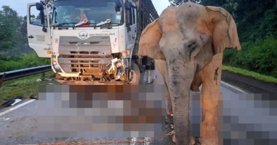 elephant walking beside parked lorry