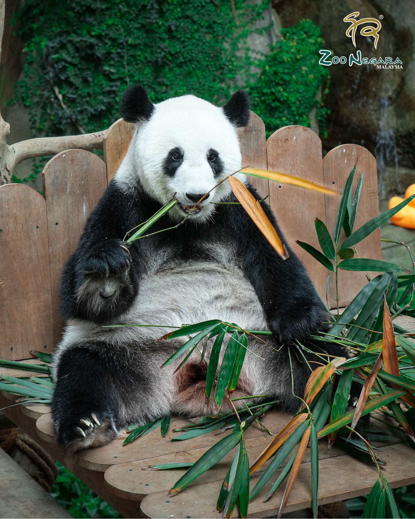 giant panda fu wa