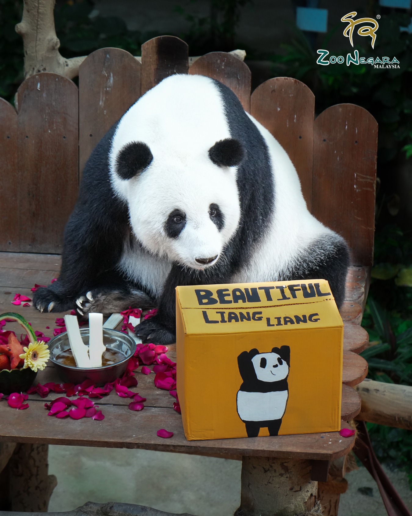 giant panda liang liang