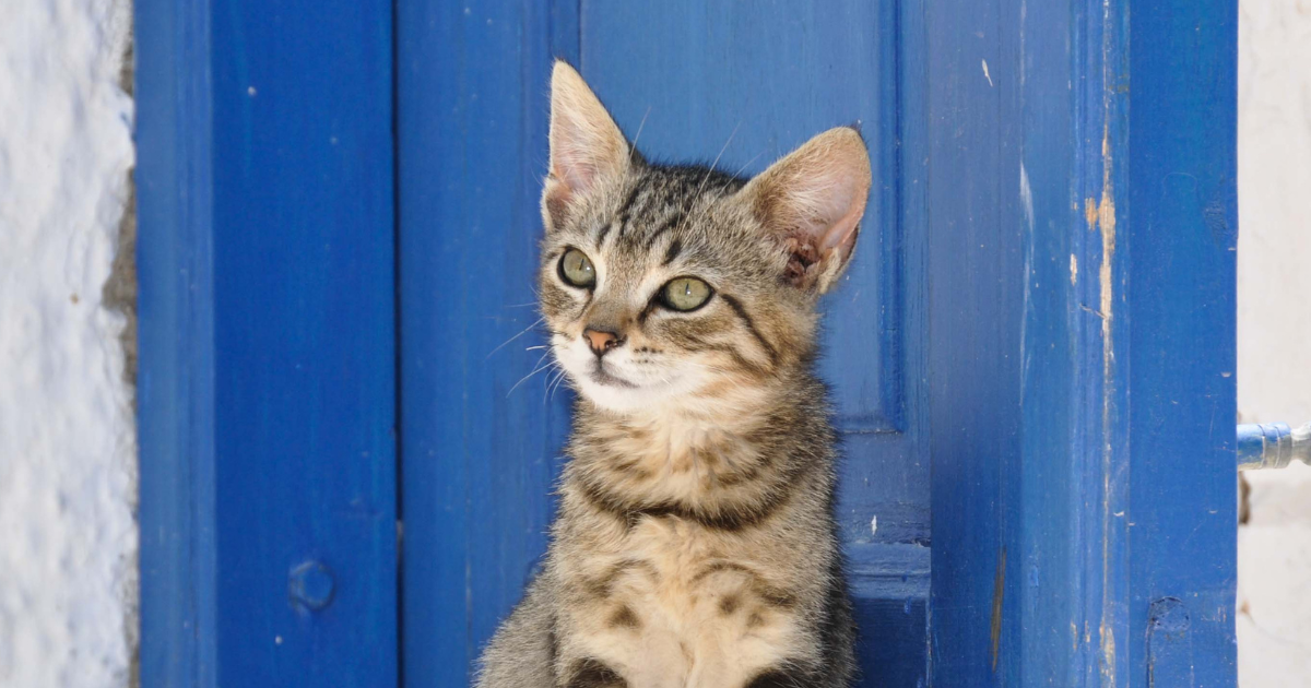 Kuching Rabies Case 2