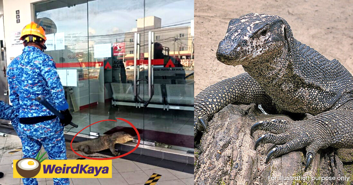 20kg monitor lizard wanders into bank, leaving patrons bewildered