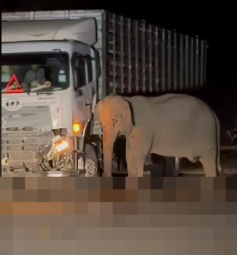 Mother elephant looking for its baby under lorry