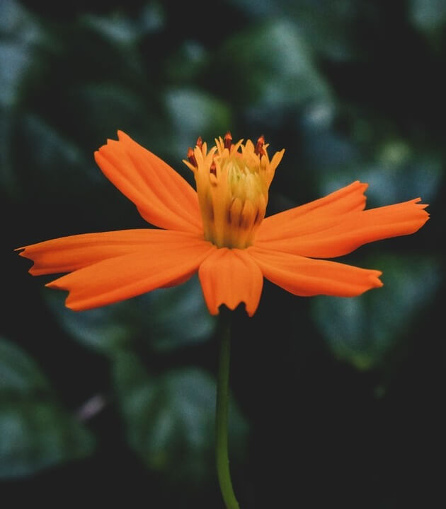 Before AI Upscale: less resolution of orange flower