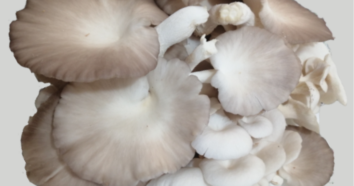 oyster mushroom
