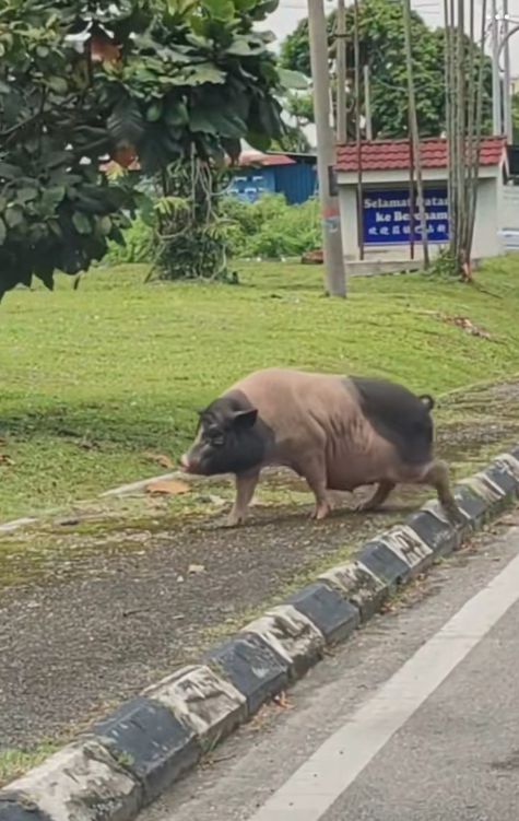 pig crossing the road