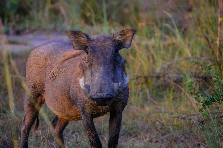 Wild boar